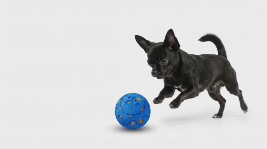 RumboDog jugando con RumboBall
