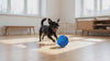 RumboDog jugando con RumboBall - hero v2